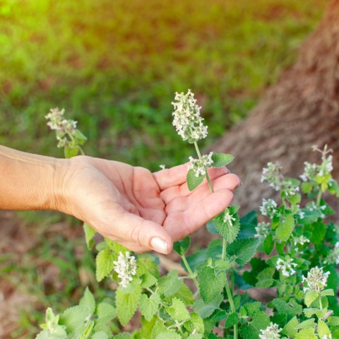 Kocimiętka właściwa cytrynowa- Nepeta cataria ssp.citriodora (L)