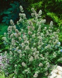 Kocimiętka właściwa cytrynowa- Nepeta cataria ssp.citriodora (L)