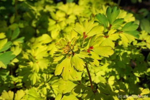 Kokorycz- Corydalis elata 'Golden Spinners' (L)