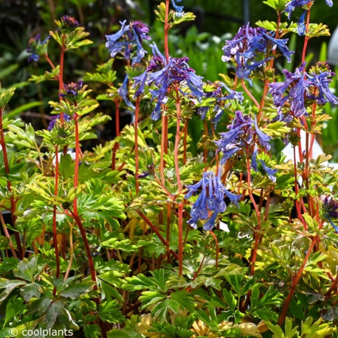 Kokorycz- Corydalis elata 'Golden Spinners' (L)