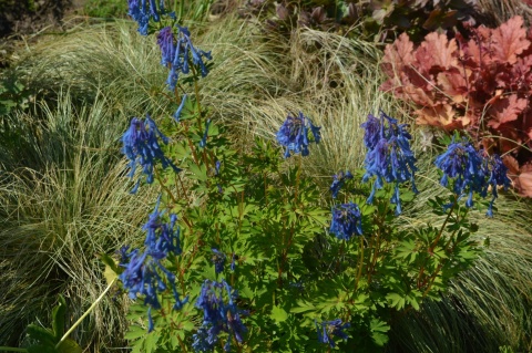Kokorycz- Corydalis elata 'Spinners' (L)