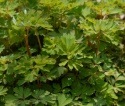 Kokorycz- Corydalis elata 'Spinners' (L)