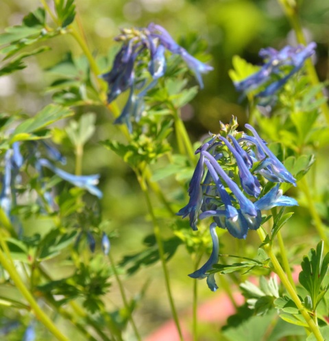 Kokorycz- Corydalis elata 'Spinners' (L)