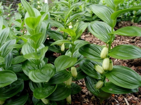 Kokoryczka niska- Polygonatum humile (W)