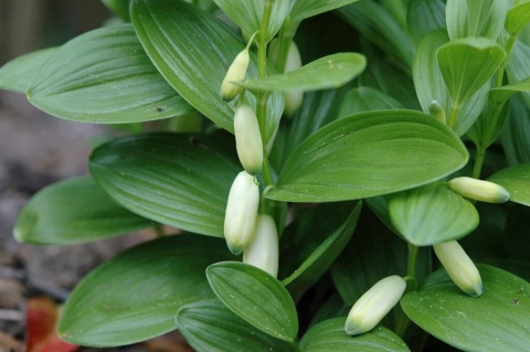 Kokoryczka niska- Polygonatum humile (W)