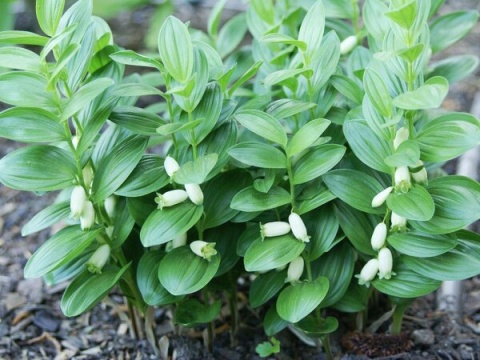 Kokoryczka niska- Polygonatum humile (L)