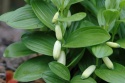 Kokoryczka niska- Polygonatum humile (L)