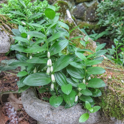 Kokoryczka niska- Polygonatum humile (L)