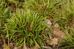 Kosmatka- Luzula pilosa 'Gruenfink' (L)