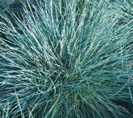 Kostrzewa Sina - Festuca glauca Azurit (W)