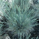Kostrzewa Sina - Festuca glauca Azurit (W)