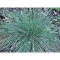 Kostrzewa Sina - Festuca glauca Azurit (W)