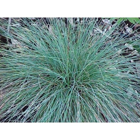 Kostrzewa Sina - Festuca glauca Azurit (W)