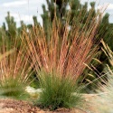 Kostrzewa miedzianobrody - Festuca 'Sunrise' (L)