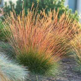 Kostrzewa miedzianobrody - Festuca 'Sunrise' (L)