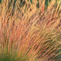 Kostrzewa miedzianobrody - Festuca 'Sunrise' (L)
