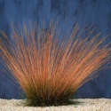 Kostrzewa miedzianobrody - Festuca 'Sunrise' (L)