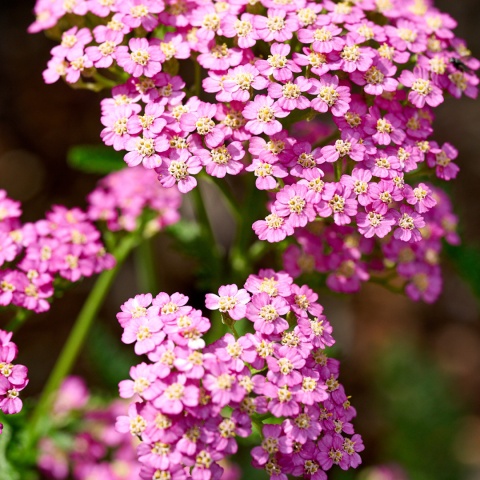 Krwawnik 'Pretty Belinda' (W)