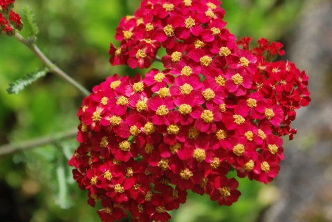 Krwawnik 'Red Beauty' (L)