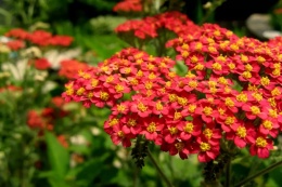 Krwawnik 'Red Beauty' (L)