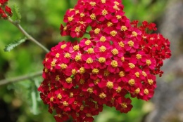 Krwawnik 'Red Beauty' (GK)