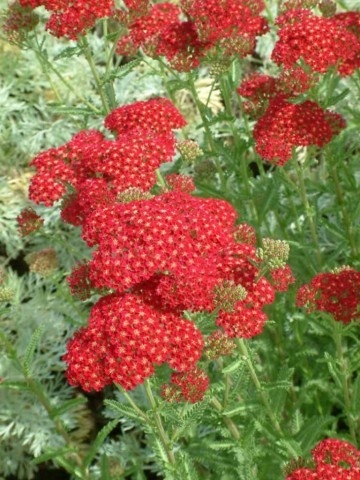 Krwawnik 'Red Beauty' (W)