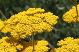 Krwawnik wiązówkowaty 'Coronation Gold' (L)