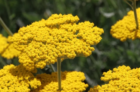 Krwawnik wiązówkowaty 'Coronation Gold' (L)