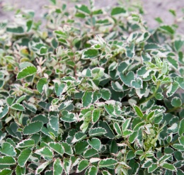 Krwiściąg mniejszy- Sanguisorba 'Little Angel' (W)