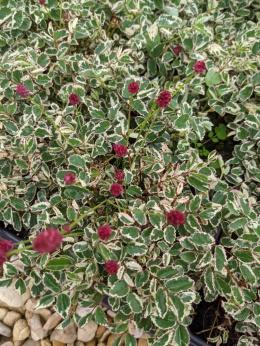 Krwiściąg mniejszy- Sanguisorba 'Little Angel' (W)