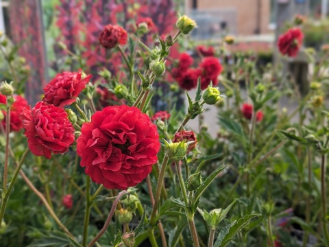 Kuklik 'Firestarter' (W)