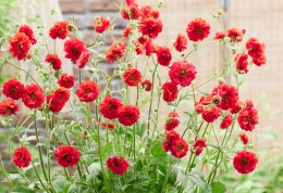 Kuklik 'Firestarter' (L)