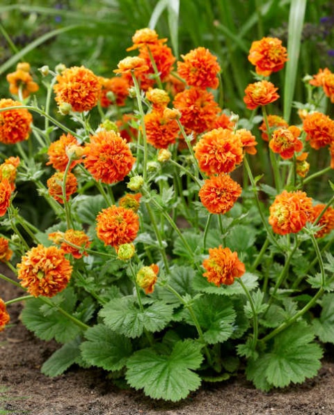 Kuklik 'Orange Pumpkin' (W)