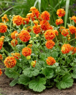 Kuklik 'Orange Pumpkin' (L)