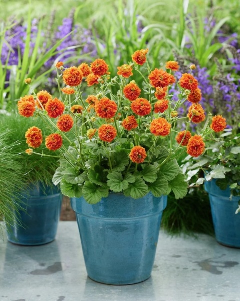 Kuklik 'Orange Pumpkin' (W)