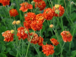 Kuklik 'Orange Pumpkin' (W)