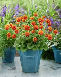 Kuklik 'Orange Pumpkin' (L)