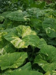 Lepiężnik japoński- Petasites japonicus 'Nishiki-Buki' (L)