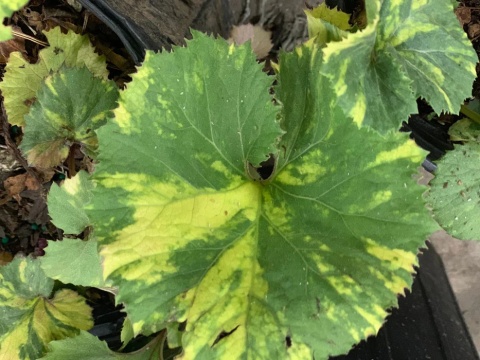 Lepiężnik japoński- Petasites japonicus 'Nishiki-Buki' (W)
