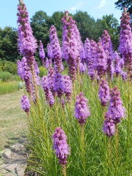 Liatra- Liatris spicata 'Floristan Violett' (W)