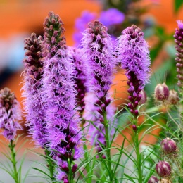 Liatra- Liatris spicata 'Floristan Violett' (W)