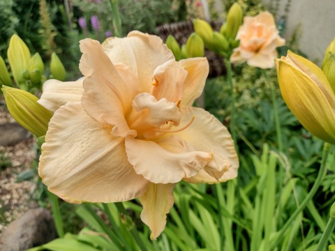 Liliowiec- Hemerocallis 'Land of Cotton' (W)
