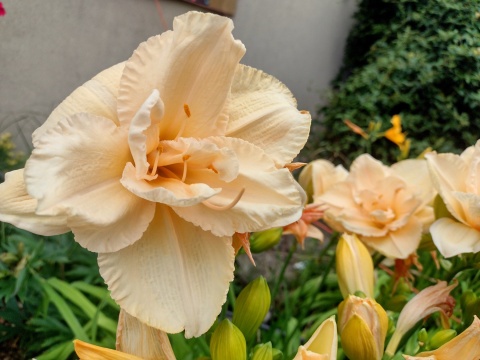 Liliowiec- Hemerocallis 'Land of Cotton' (W)