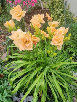 Liliowiec- Hemerocallis 'Land of Cotton' (W)