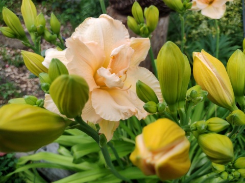 Liliowiec- Hemerocallis 'Land of Cotton' (L)