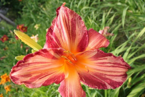 Liliowiec- Hemerocallis 'Pink Stripes' (L)