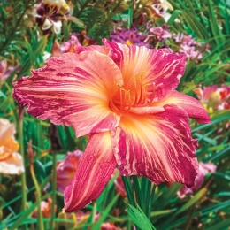 Liliowiec- Hemerocallis 'Pink Stripes' (GK)