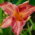 Liliowiec- Hemerocallis 'Pink Stripes' (GK)
