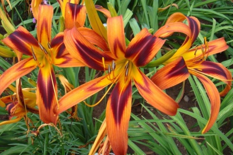 Liliowiec- Hemerocallis 'Tiger Eye Spider' (W)