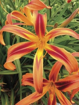 Liliowiec- Hemerocallis 'Tiger Eye Spider' (L)